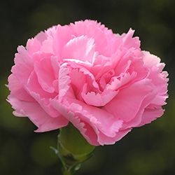 Carnation (Pink)