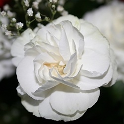 Carnation (White)