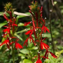 Cardinal Flower