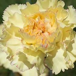 Carnation (Yellow)