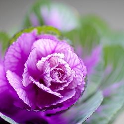 Carnation (Purple)