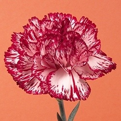 Carnation (Striped)