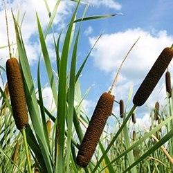 Cattail