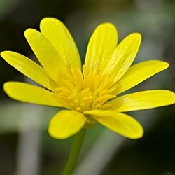 Celandine (Lesser)