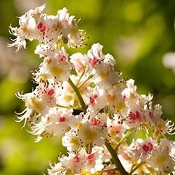 Chestnut Flower