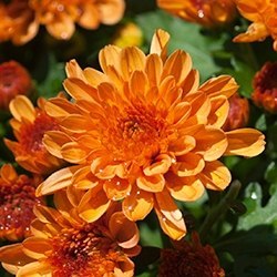 Chrysanthemum (Bronze)