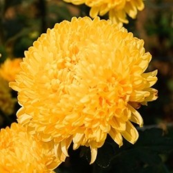 Chrysanthemum (Yellow)