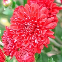 Chrysanthemum (Red)