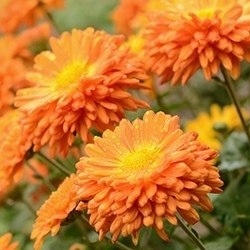 Chrysanthemum (General)