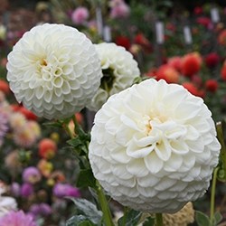 Chrysanthemum (White)