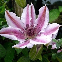 Clematis