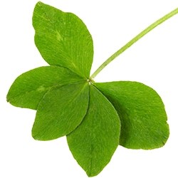 Clover (Five leafed)