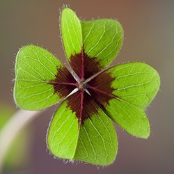 Clover (Four leafed)