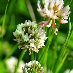 Clover (White flower)