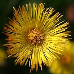 Coltsfoot