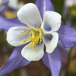 Columbine