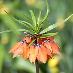 Crown Imperial