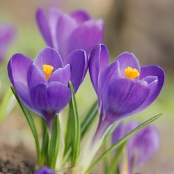 Crocus