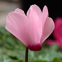 Cyclamen