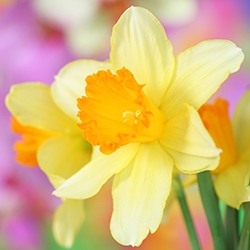 Daffodil (Jonquil)