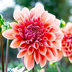 Dahlia