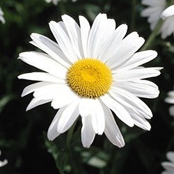 Daisy