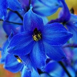 Delphinium (Larkspur)