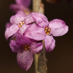 Daphne Flower