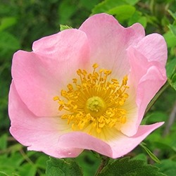 Dog Rose