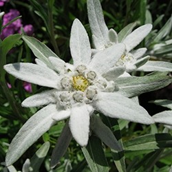 Edelweiss