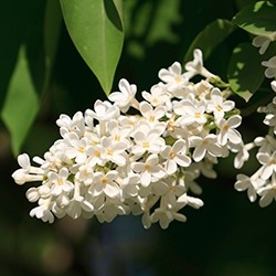 Elderberry Blossom (Elderflower)