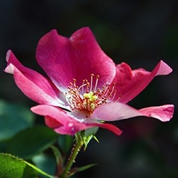 Eglantine (Sweet briar)