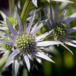 Eryngium (Blue hobbit, Sea holly)