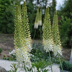 Eremurus (Foxtail lily or Desert candle)