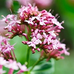 Eupatorium