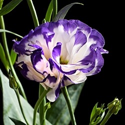 Eustoma