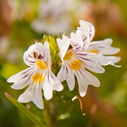 Eyebright (Euphrasia)