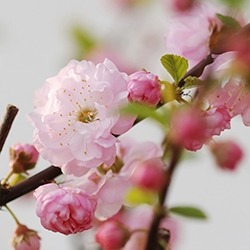 Flowering Almond