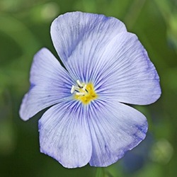 Flax