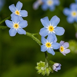 Forget Me Not