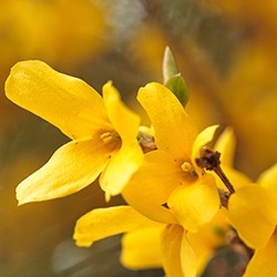 Forsythia