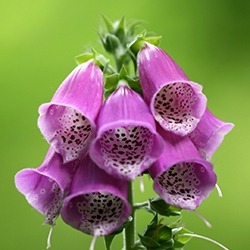 Foxglove (Digitalis)