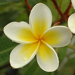 Frangipani