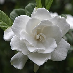 Gardenia