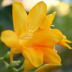 Freesia