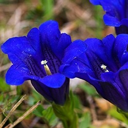 Gentian