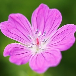 Geranium