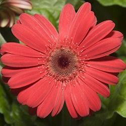 Gerbera