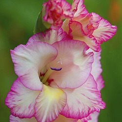 Gladiolus