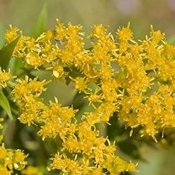 Goldenrod (Solidago)